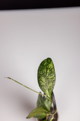 eksport-47.jpg