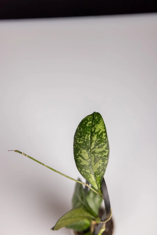 eksport-47.jpg