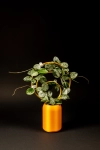Hoya 'Mathilde" splash leaves + OhRing Potrójny  