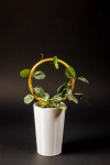 Hoya 'Mathilde" splash leaves + OhRing