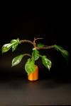 Philodendron squamiferum + OhSzpila
