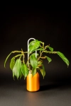 Philodendron squamiferum + OhOwal