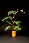 Philodendron squamiferum +OhSzpila