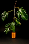 Philodendron squamiferum + OhSzpila