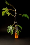 Philodendron squamiferum + OhSzpila