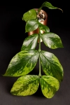 Hoya Polyneura Splash 