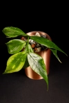 Hoya Polyneura Splash   