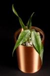 Hoya Polyneura Splash    