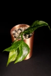 Hoya Polyneura Splash    