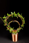 Hoya cumingiana + OhOring 15 