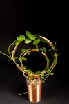 Hoya cumingiana + OhOring 15  