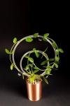 Hoya cumingiana + OhOring 15   