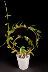 Hoya cumingiana + OhOring 15    