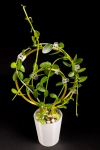 Hoya cumingiana + OhOring 15    
