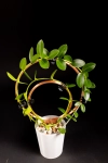 Hoya cumingiana + OhOring 15  