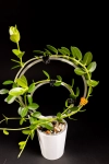 Hoya cumingiana + OhOring 15
