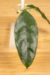Hoya Campanulata szczyt