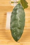 Hoya Campanulata 