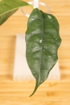 Hoya Campanulata 