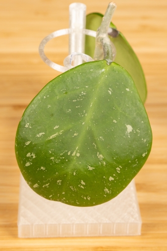 eksport-35.jpg