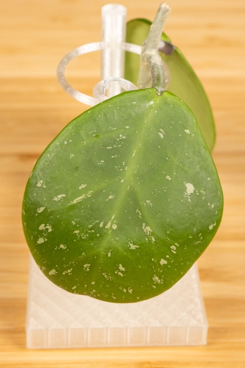 eksport-35.jpg