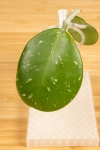 Hoya Obovata 
