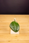 Hoya Obovata 