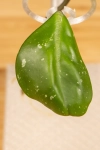 Hoya Obovata  