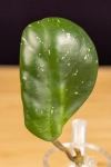 Hoya Obovata 