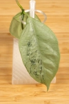Hoya  Coriacea Silver  