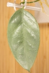 Hoya  Coriacea Silver 
