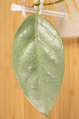 eksport-88.jpg