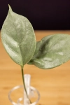 Hoya  Coriacea Silver  