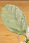 Hoya  Coriacea Silver  