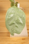 Hoya  Coriacea Silver   