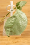 Hoya  Coriacea Silver  
