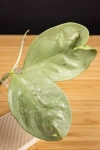 Hoya  Coriacea Silver   
