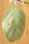 Hoya  Coriacea Silver    