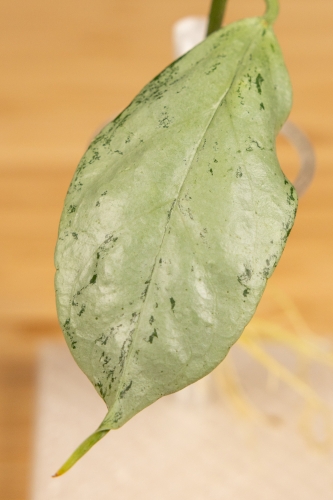 eksport-114.jpg