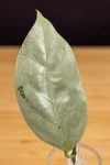 Hoya  Coriacea Silver   