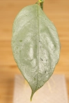 Hoya  Coriacea Silver     